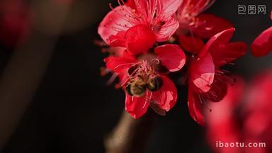 春天桃花蜜蜂采蜜